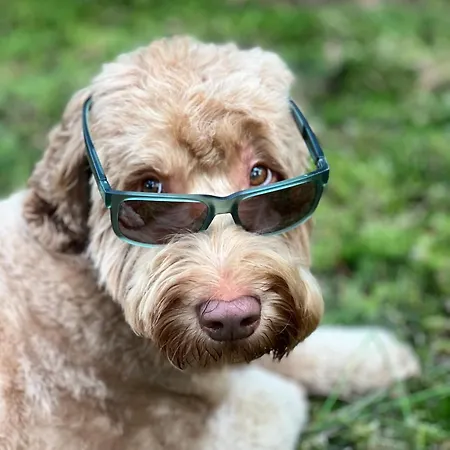 Campismo de Luxo De Berber